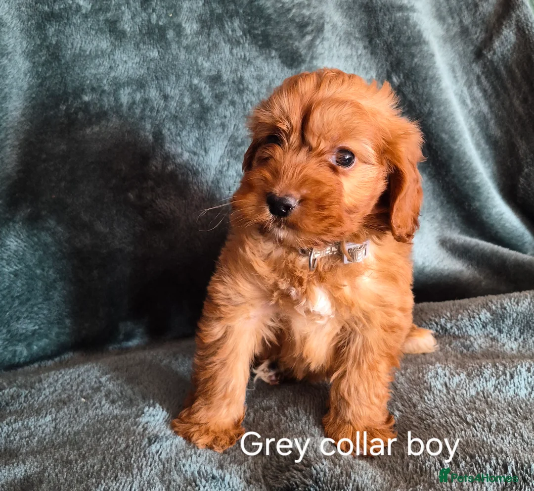 Cockapoo dogs for sale: Cockapoo puppies - Advert 2