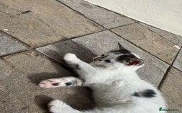 Turkish Angora cats for sale: half turkish angors  - Image 14