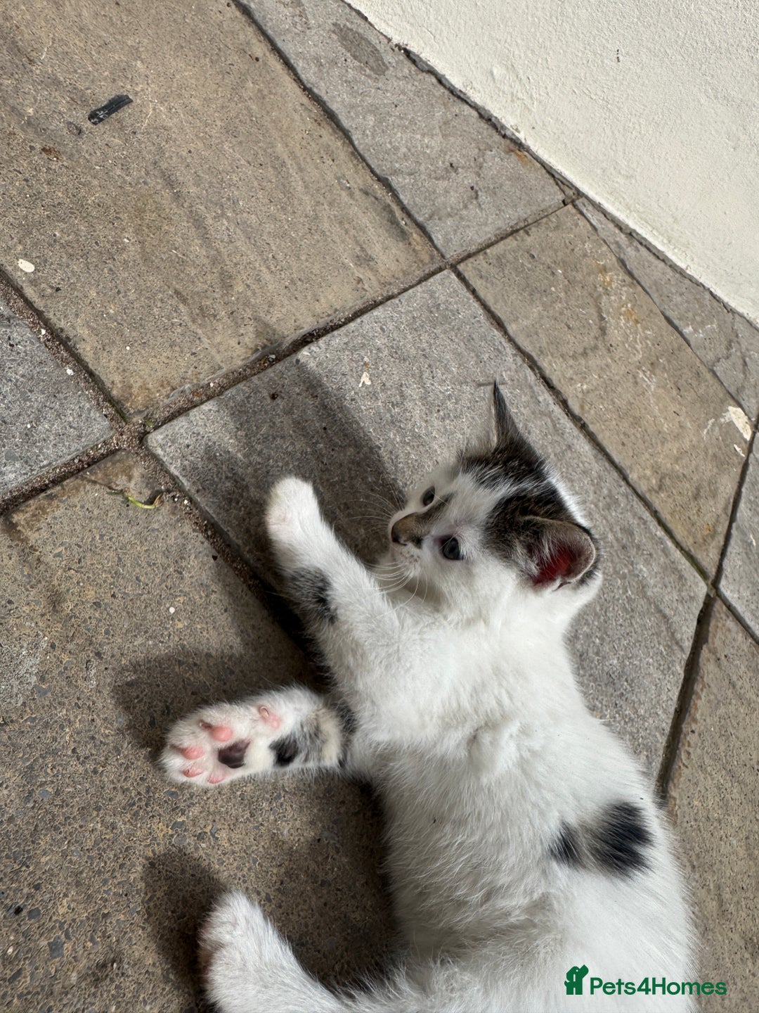 Turkish Angora cats for sale: half turkish angors  - Image 14