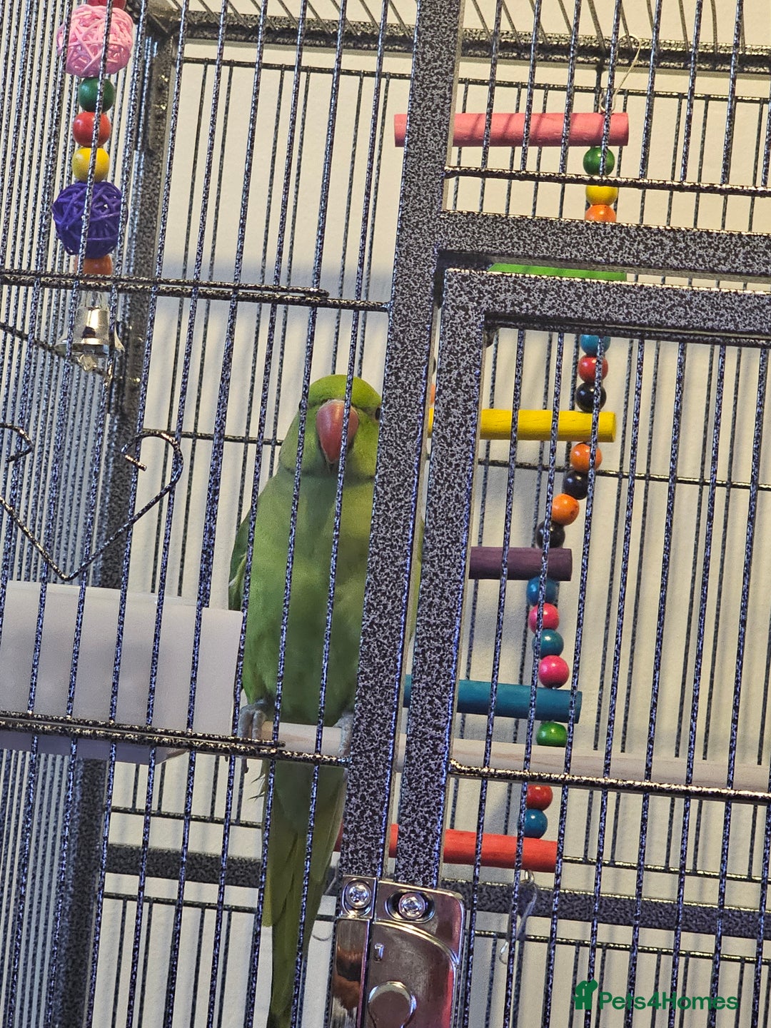 Ringnecks birds for sale: Male indian ringneck - Advert 2