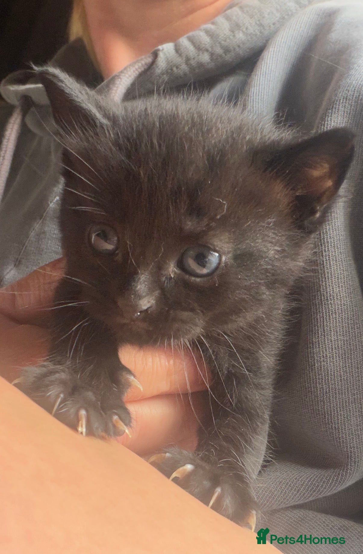 Mixed Breed cats for sale: Beautiful Kittens - Advert 7