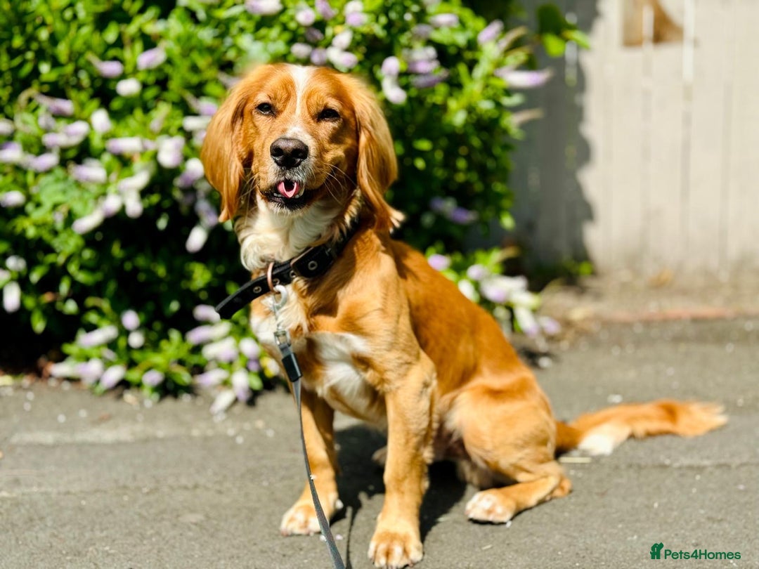 Cocker Spaniel dogs for sale: Beautiful, healthy and loving 2-year-old Cocker.  - Advert 2