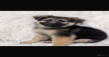 German Shepherd dogs - Advert 15