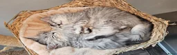 Maine Coon cats for sale: Large Maine Coon kittens regd European bloodline - Advert 29