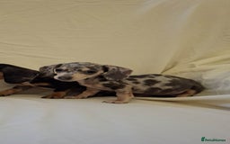 Dachshund dogs for sale: 3 beautiful girls  - Advert 8