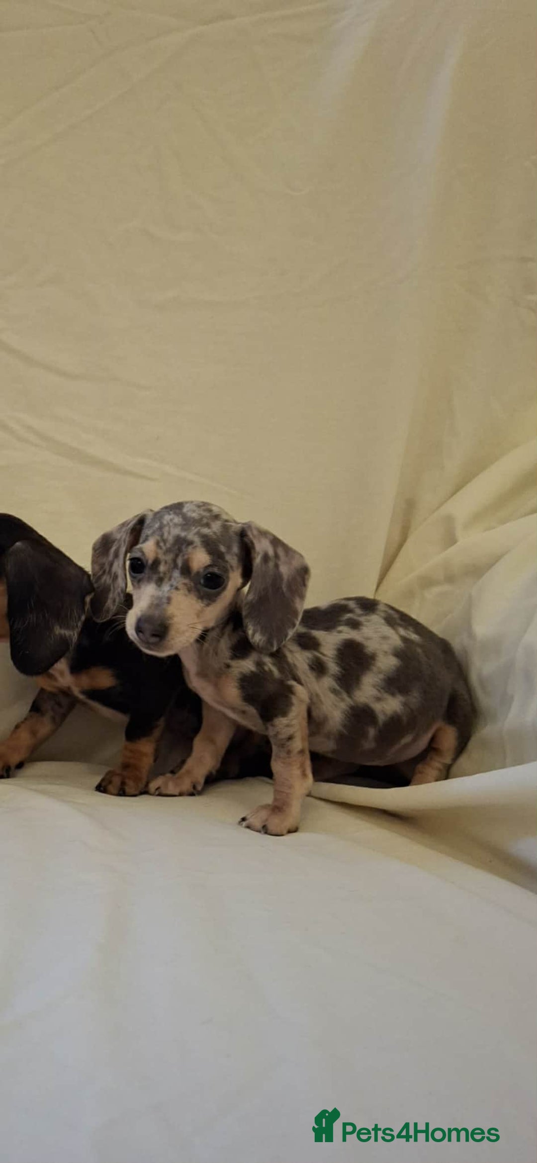 Dachshund dogs for sale: 3 beautiful girls  - Advert 8