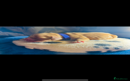 Cocker Spaniel dogs for sale: 🐶 COCKER SPANIEL PUPPIES 🐶  - Advert 7