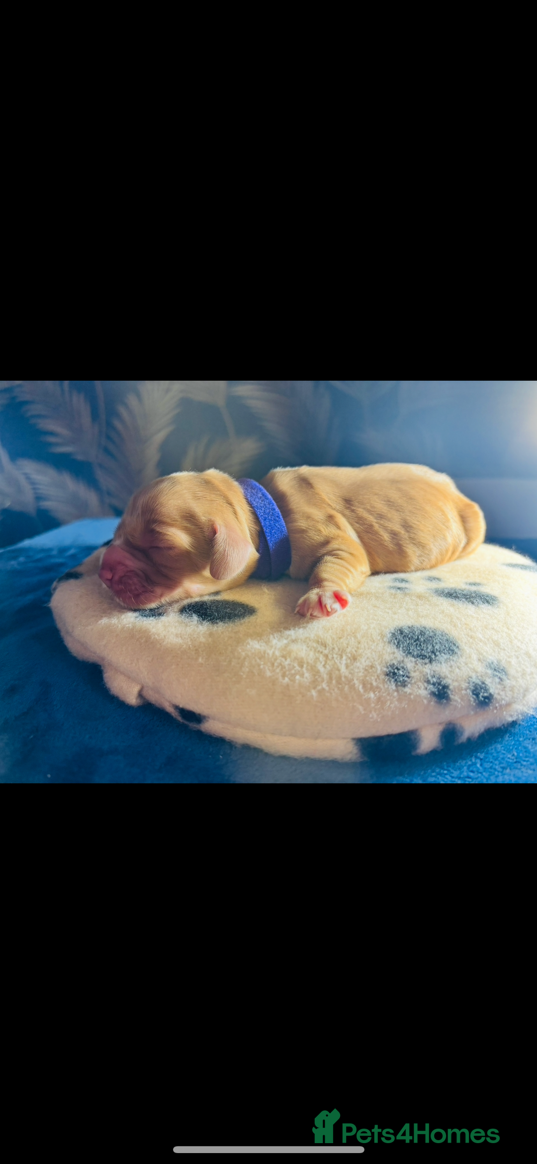 Cocker Spaniel dogs for sale: 🐶 COCKER SPANIEL PUPPIES 🐶  - Advert 7