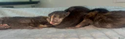 Mixed Breed cats for sale: 4 beautiful kittens  - Advert 6