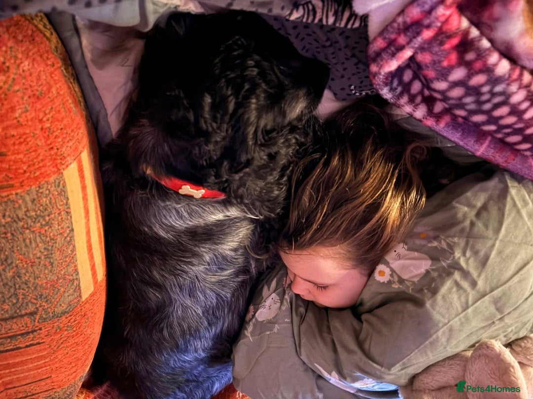 Cocker Spaniel dogs for sale: Pedigree KC Show Cocker Spaniel Puppies - Advert 7