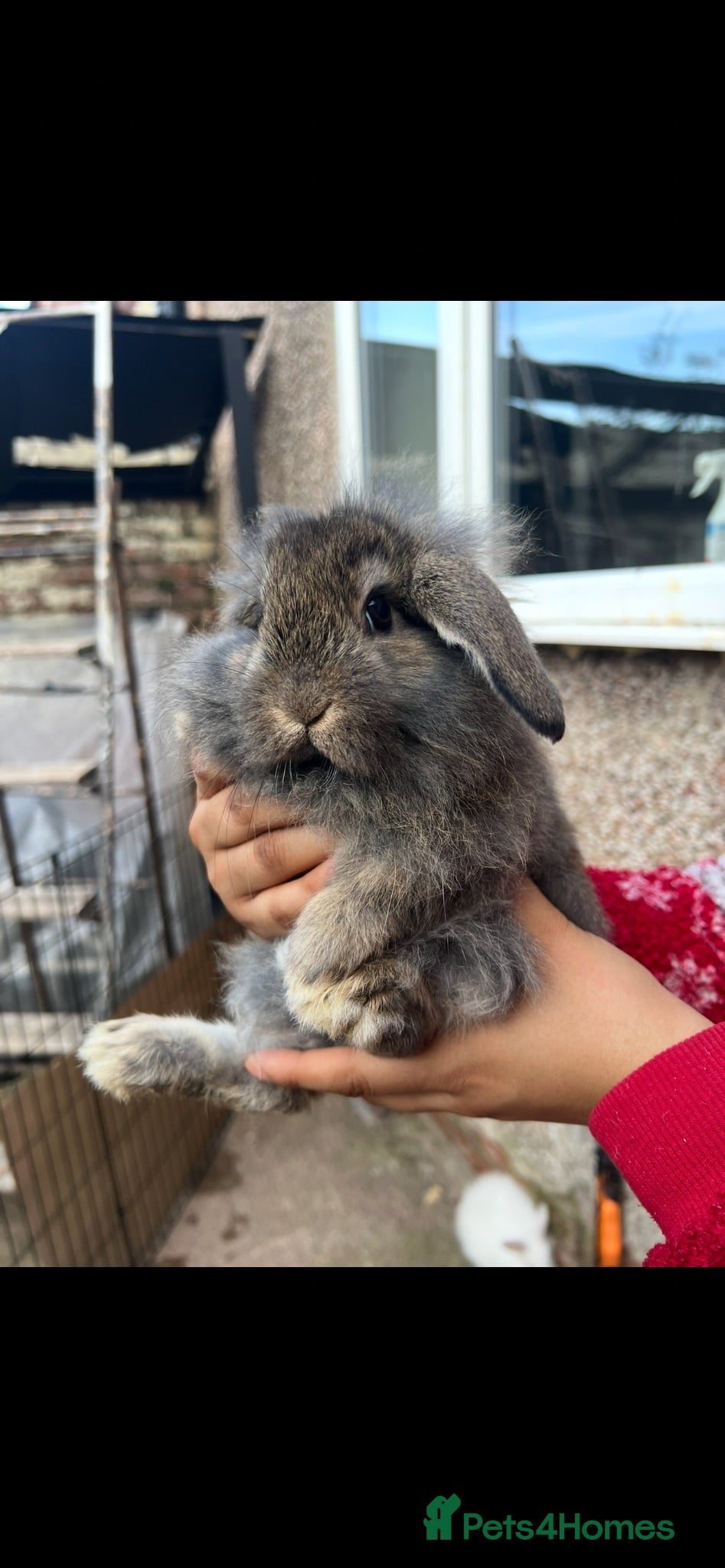 Mini Lion Lop rabbits Mini lion lop bunnies  - Advert 2