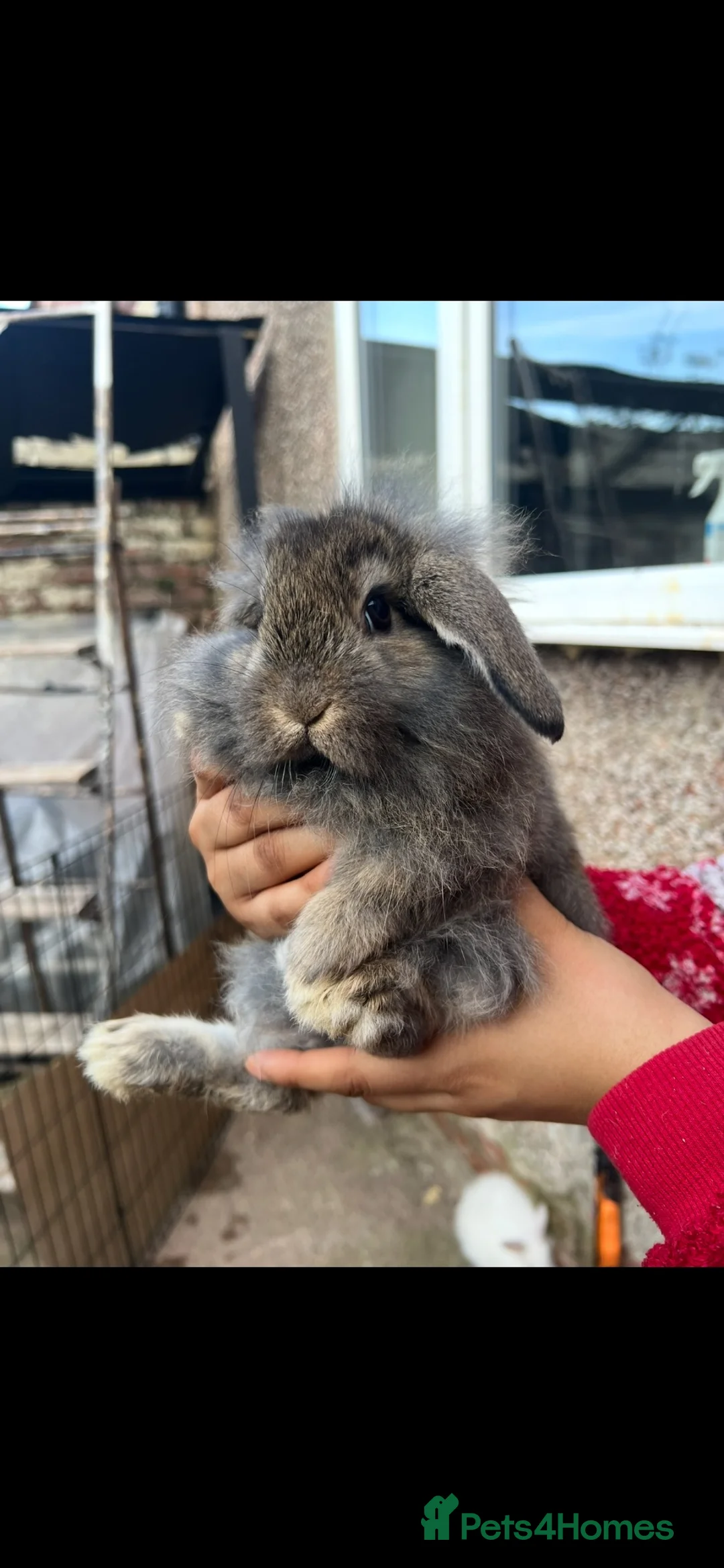 Mini Lion Lop rabbits for sale: Mini lion lop bunnies  - Advert 1