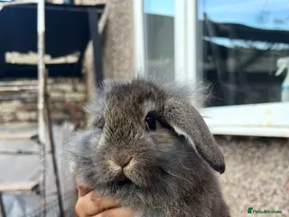 Mini Lion Lop rabbits Mini lion lop bunnies - Advert 2