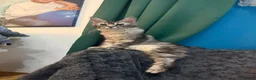Maine Coon cats for sale: beautiful Venus Pure Maincoon  - Advert 2