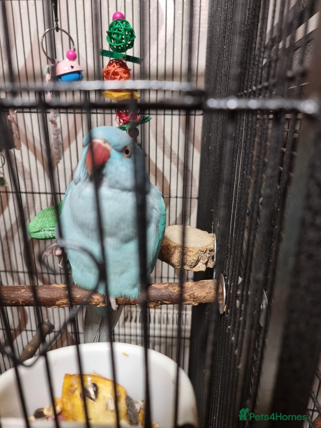 Ringnecks birds for sale: Blue female ringneak  - Image 1