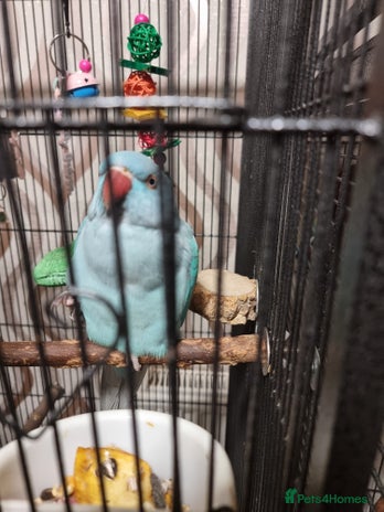 Ringnecks birds - Advert 7
