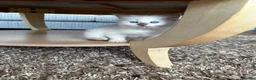 Ragdoll cats for sale: Beautiful pure Ragdolls Female and Male - Advert 5