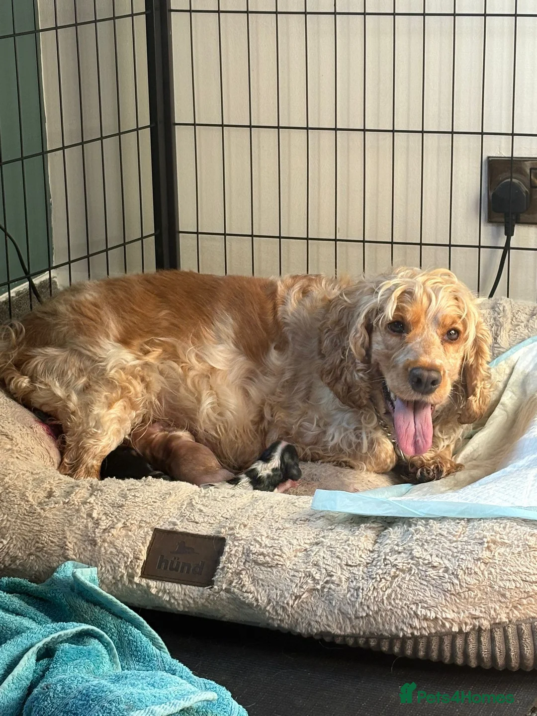 Cocker Spaniel dogs for sale: For sale in Buxton - Advert 1