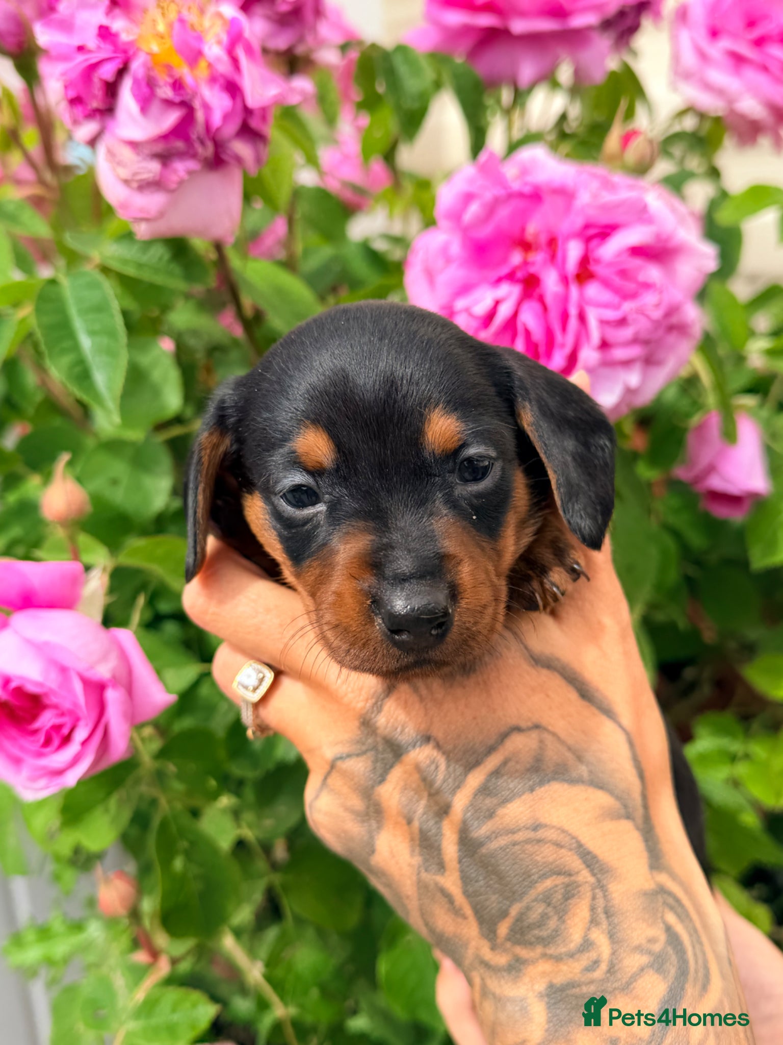 Miniature Dachshund dogs 🌈 🐾Beautiful Dachshund Rainbow Litter🐾🌈 - Advert 2