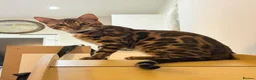 Bengal cats for sale: Friendly & Sociable Bengal Male Kitten  in London - Advert 13