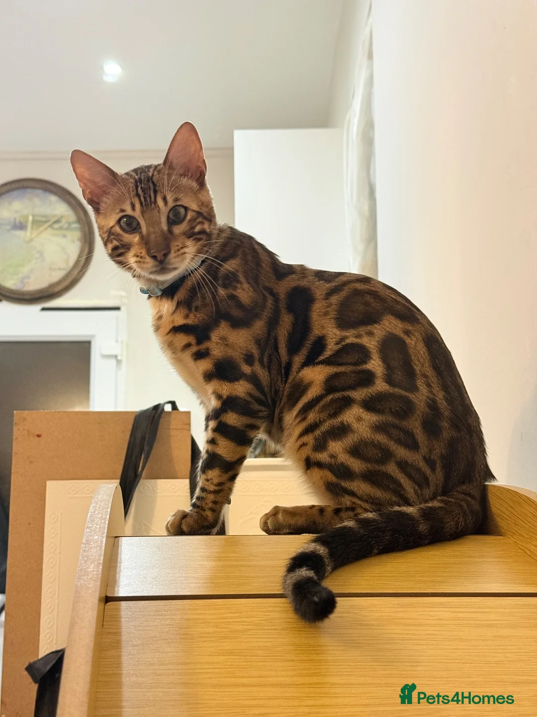 Bengal cats for sale: Friendly & Sociable Bengal Male Kitten  in London - Advert 13