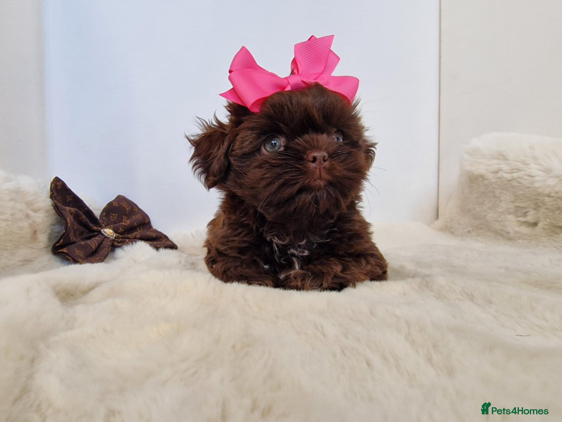 Shih Tzu dogs Chocolate Imperial Shih Tzu Grils  - Advert 2