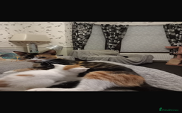 Domestic Shorthair cats for sale: 4 beautiful kittens for sale  - Image 6