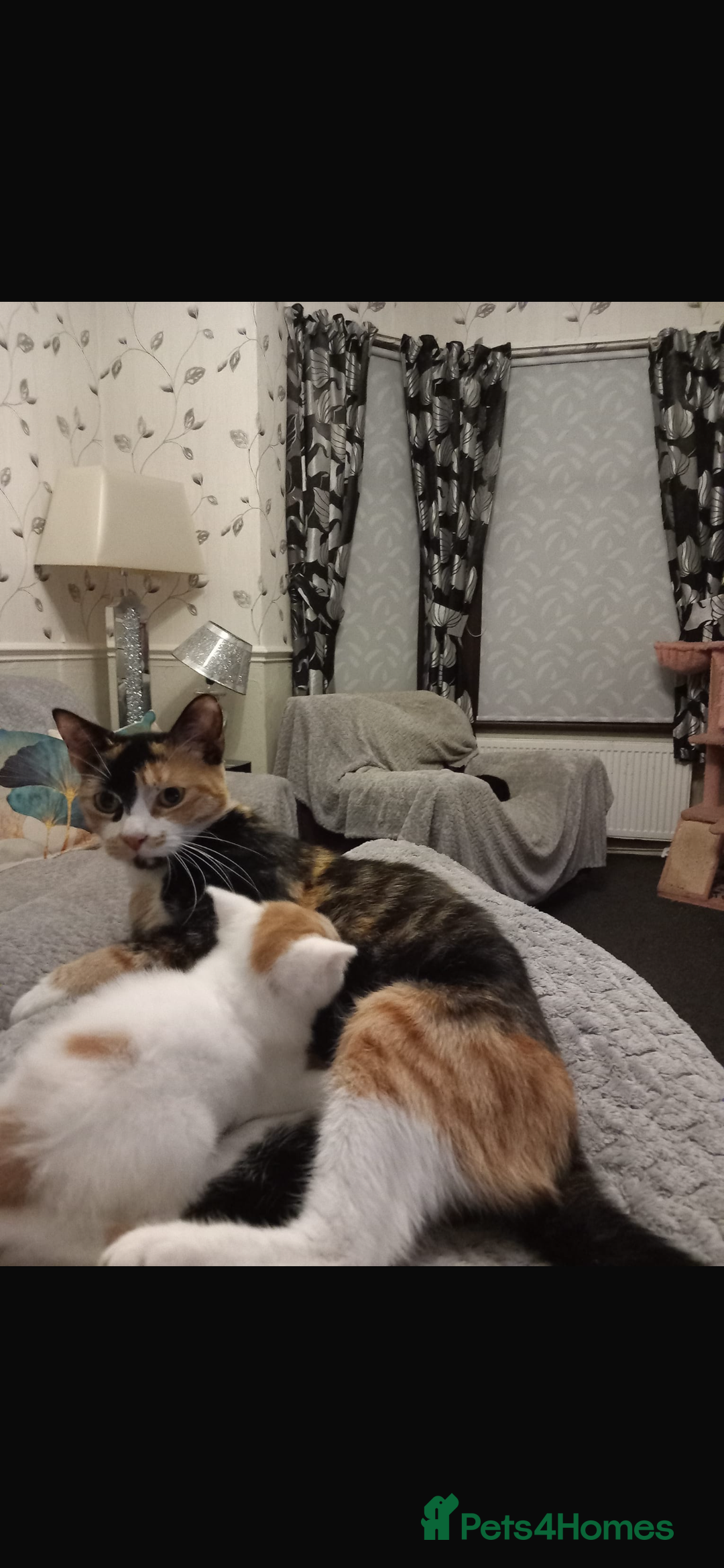 Domestic Shorthair cats for sale: 4 beautiful kittens for sale  - Image 6