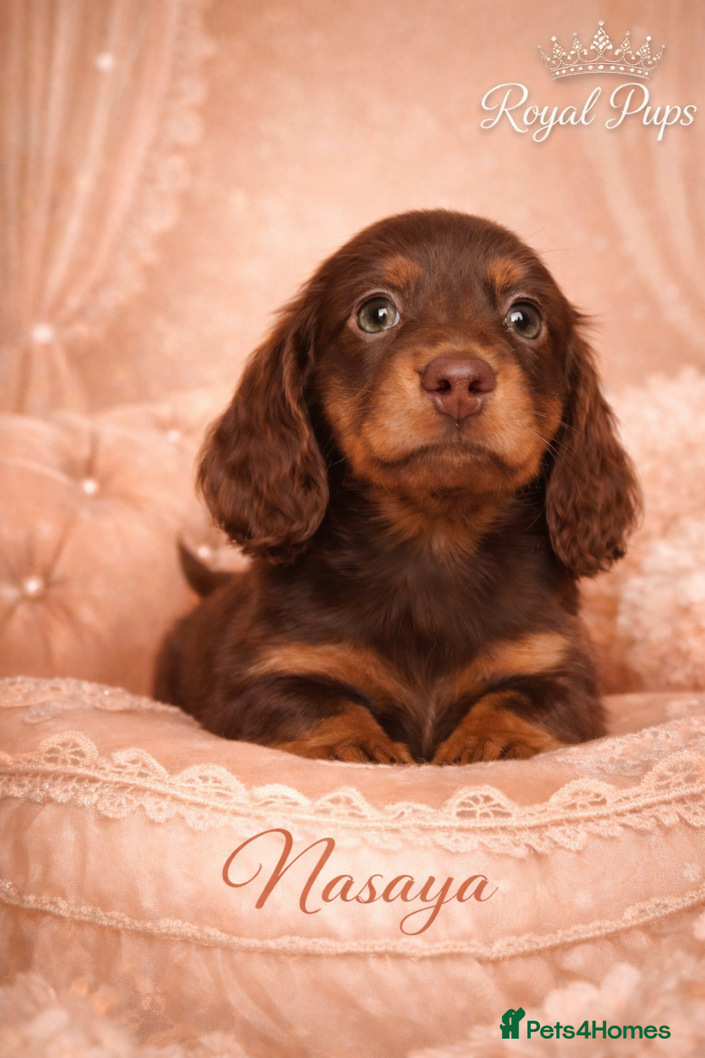 Miniature Dachshund dogs KC Pedigree Long Hair Mini Dachshund boy & girls - Advert 10