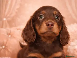 Miniature Dachshund dogs KC Pedigree Long Hair Mini Dachshund boy & girls - Advert 10