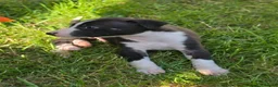 Mixed Breed dogs for sale: Bedlington whippets - Advert 8