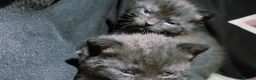 Bombay cats for sale: Adorable Black Kittens – Ready Now 🐾 in Cardiff - Advert 10