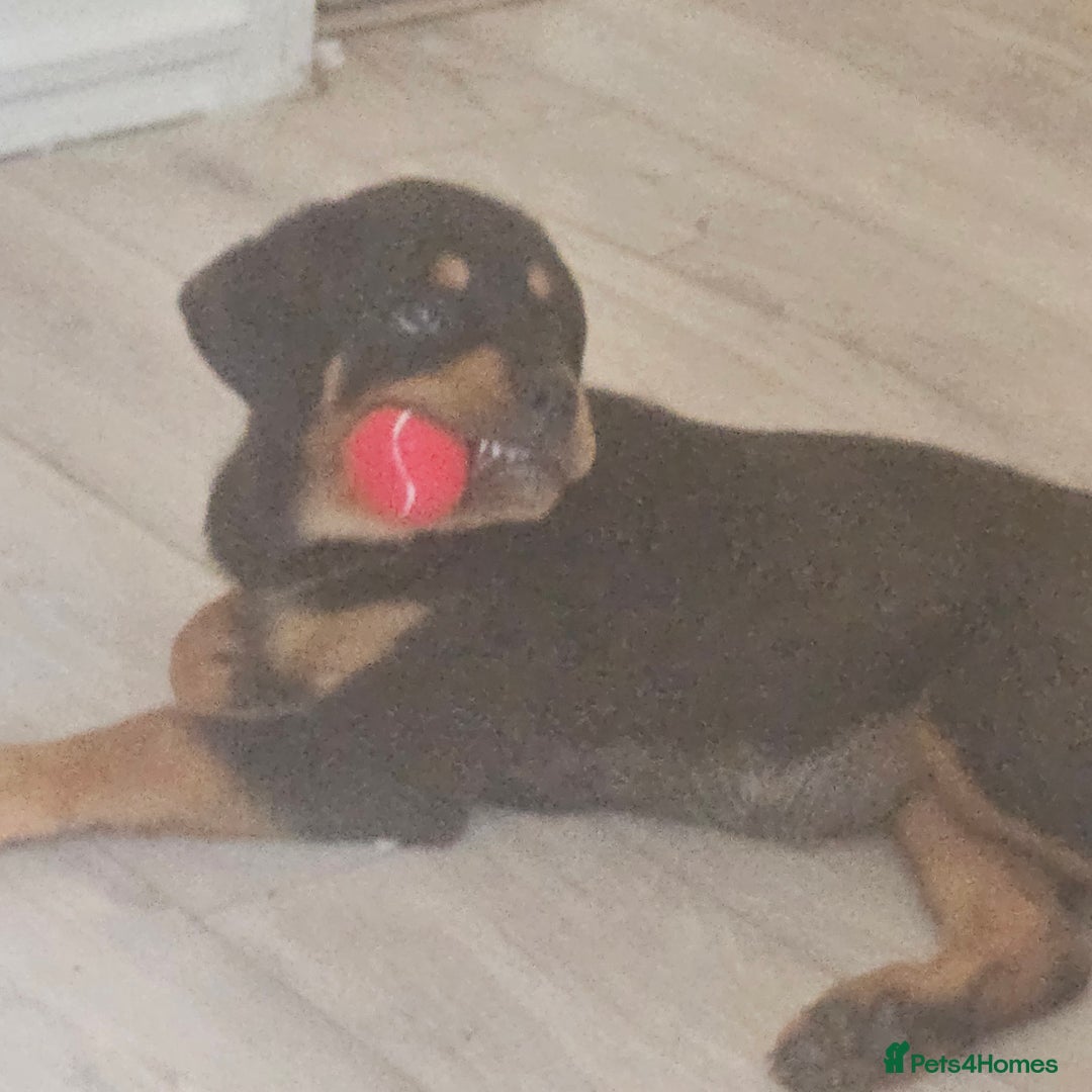 Rottweiler dogs for sale: Rottweiler puppy  - Image 5