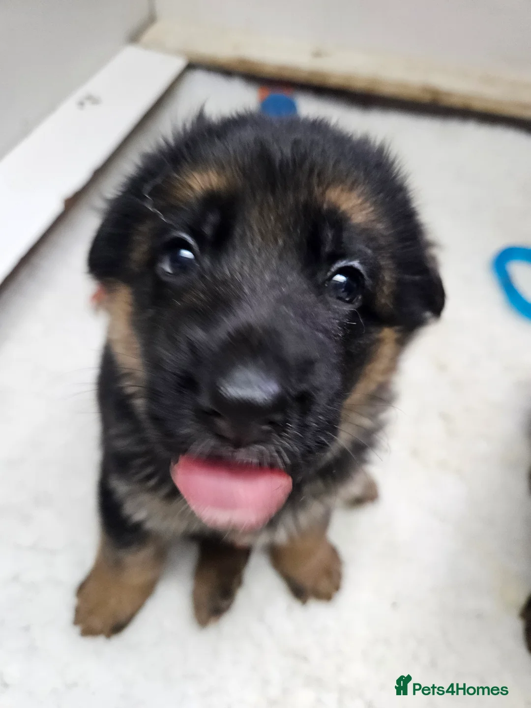 German Shepherd dogs for sale: German shepherd puppies - Advert 18