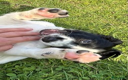 English Springer Spaniel dogs for sale: KC Springer Spaniel Puppies - Image 7