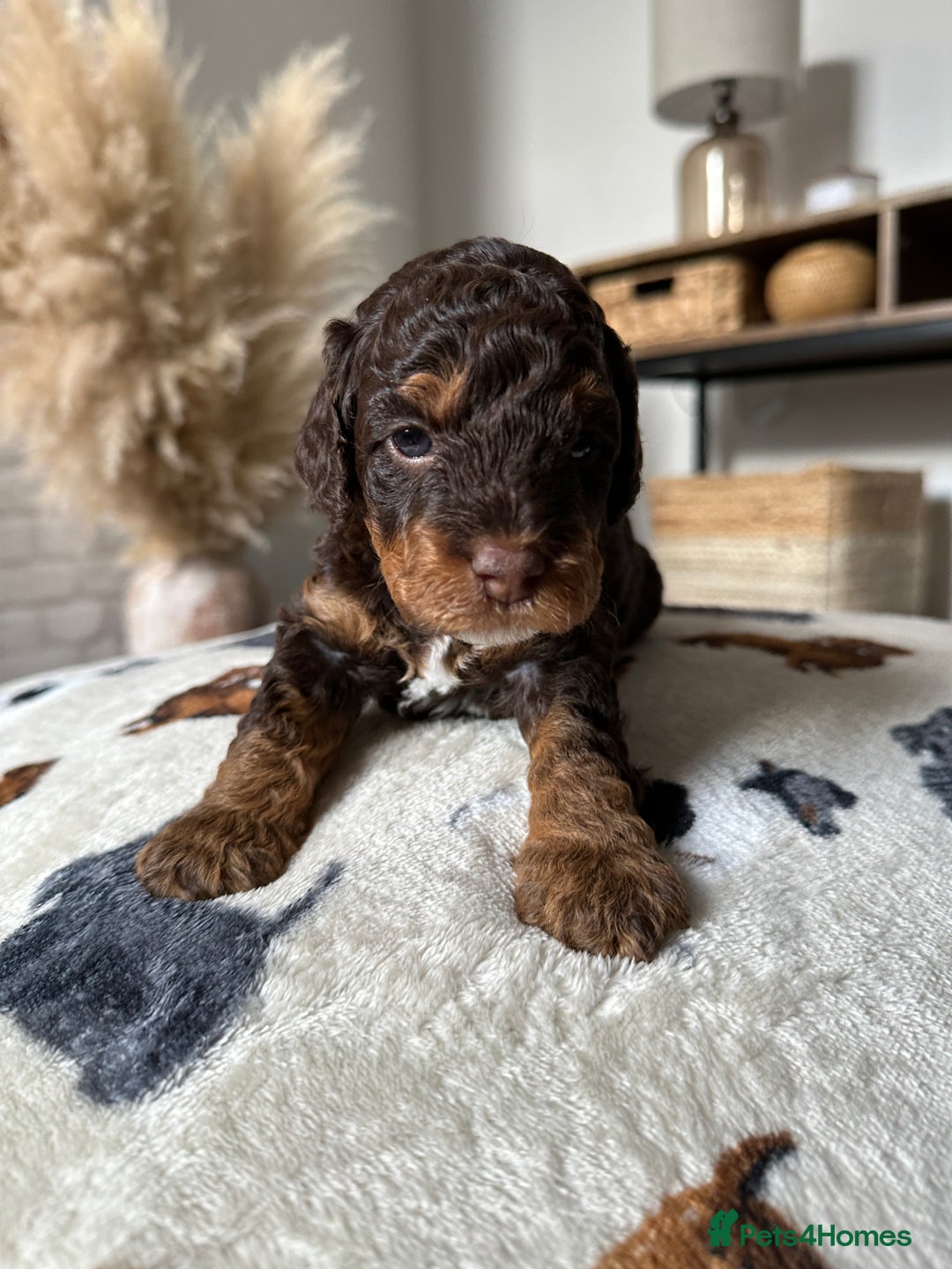 Cockapoo dogs for sale: Not Just Any Cockapoo Puppies – The Special Few - Image 34