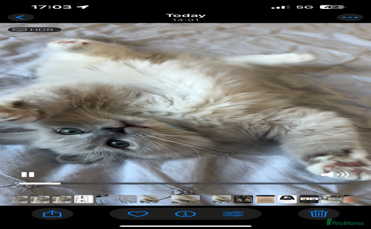 Ragdoll cats - Advert 2