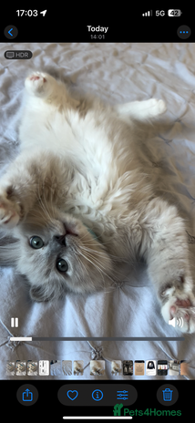 Ragdoll cats - Advert 2