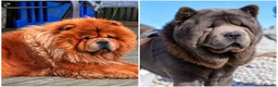 Chow Chow dogs for stud: Stunning red and blue smooth available  - Advert 1