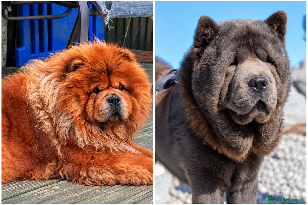 Chow Chow dogs for stud: Stunning red and blue smooth available  - Advert 1