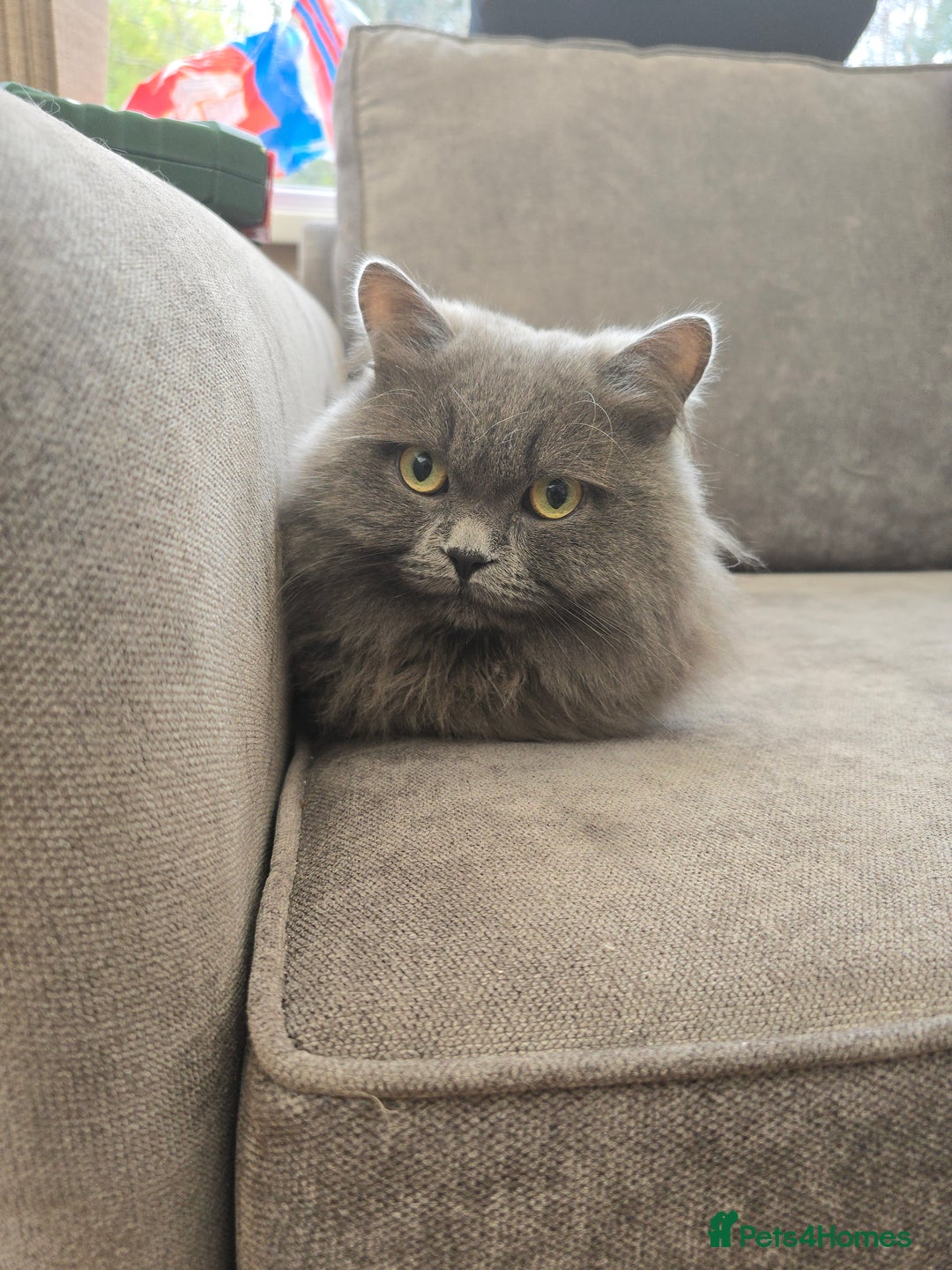 British Longhair cats for sale: Beautiful British Longhair Cat  - Advert 2