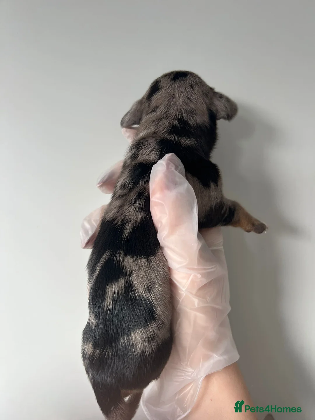 Miniature Dachshund dogs for sale: Beautiful KC Registered Minature Dachshunds  in Portsmouth - Advert 22