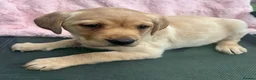 Labrador Retriever dogs for sale: Golden Labrador Puppies - Advert 6