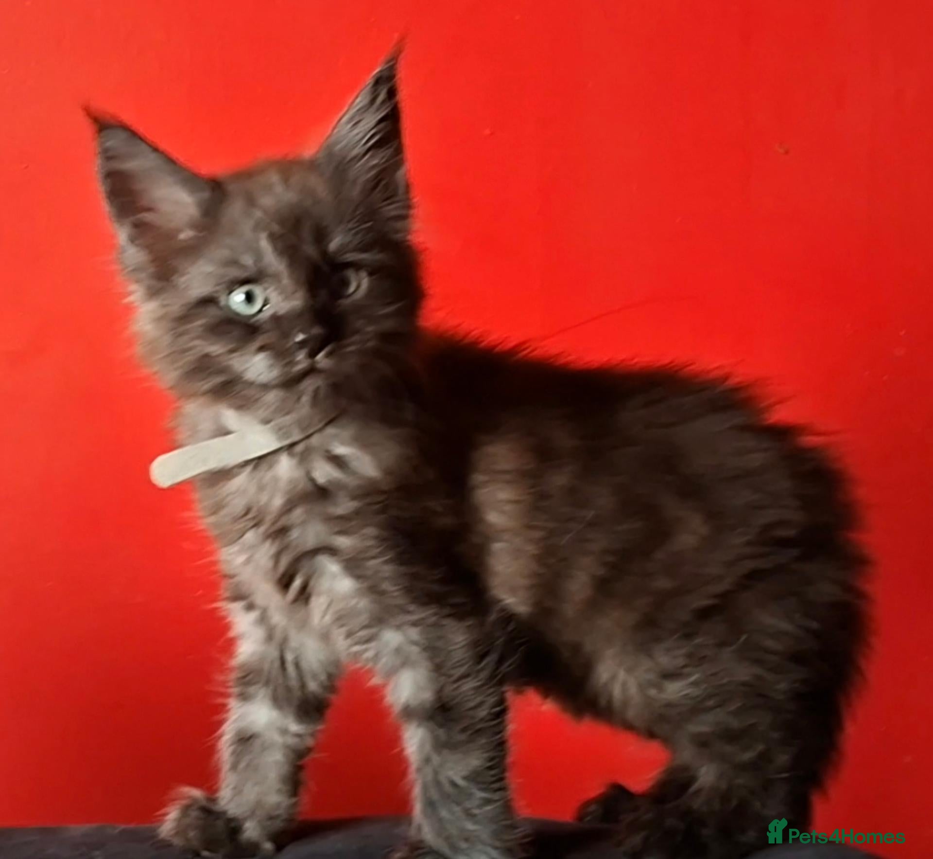 Maine Coon cats Maine Coon kittens in Manchester  (2 boys) - Advert 2
