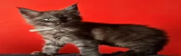 Maine Coon cats for sale: Maine Coon kittens in Manchester  (2 boys) - Advert 7