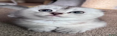 Scottish Fold Kitten 1