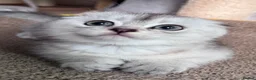 Scottish Fold cats for sale: 💎 Stunning TICA Reg. Scottish Fold Kittens 🐾 - Advert 3