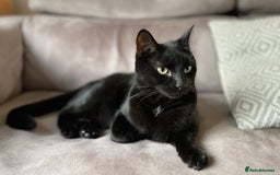 Russian Blue cats for sale: Russian blue mix  - Image 16
