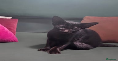 Oriental cats - Advert 5