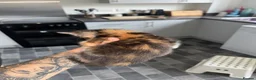 Mixed Breed cats for sale: 4 beautiful kittens - Advert 5